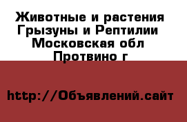 Животные и растения Грызуны и Рептилии. Московская обл.,Протвино г.